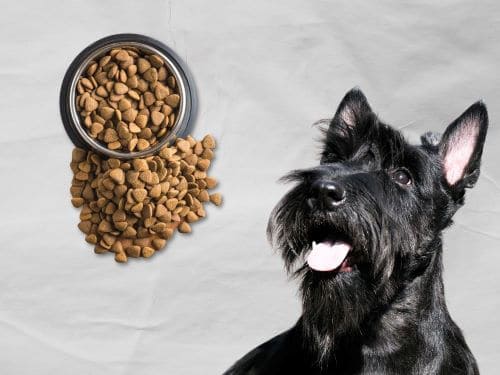 Best Dog Food For Scottish Terriers chapter 1