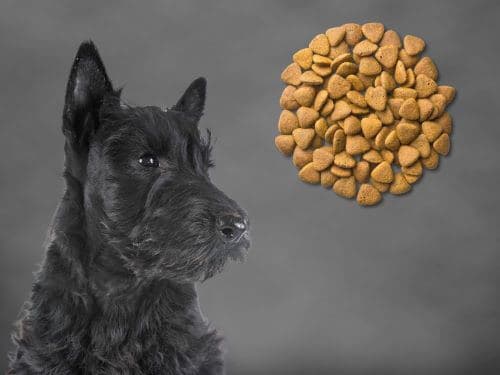 Best Dog Food For Scottish Terriers chapter 2