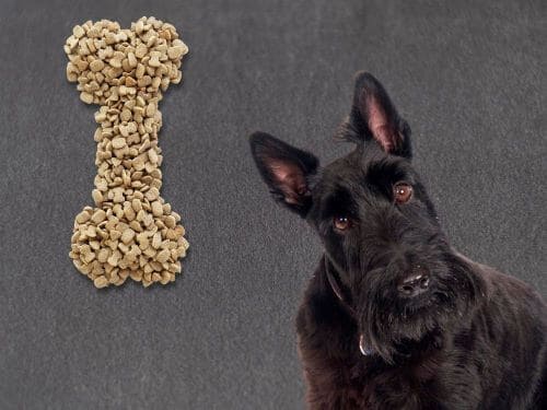 Best Dog Food For Scottish Terriers chapter 3