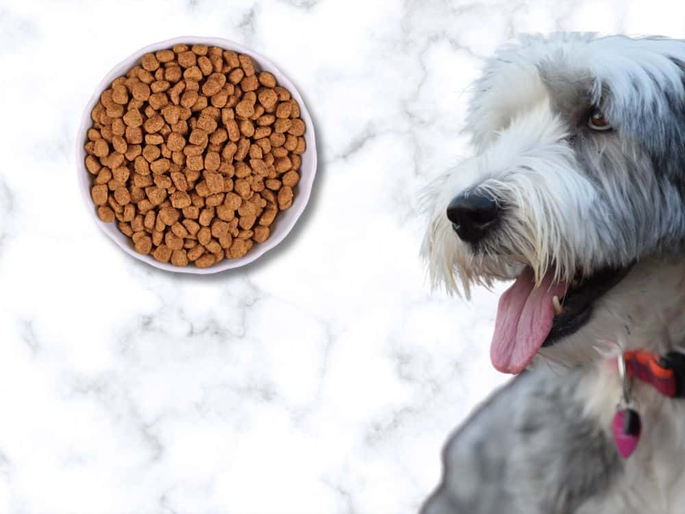 Best Dog Food For Sheepadoodles chapter 2