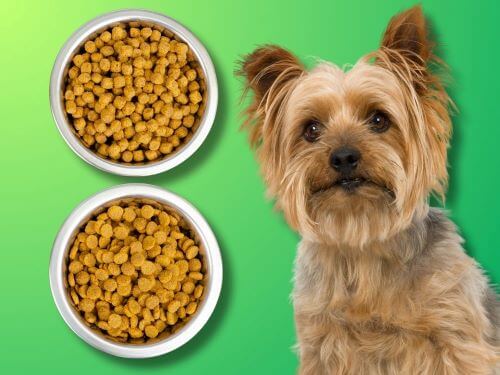 Best Dog Food For Silky Terriers chapter 2