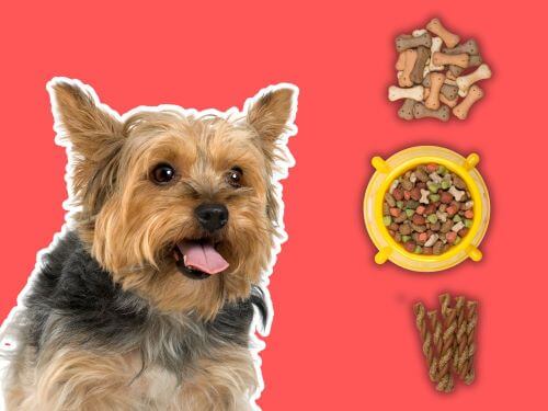 Best Dog Food For Silky Terriers chapter 3