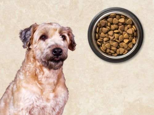 Best Dog Food For Soft Coated Wheaten Terriers chapter 1