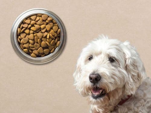 Best Dog Food For Soft Coated Wheaten Terriers chapter 2