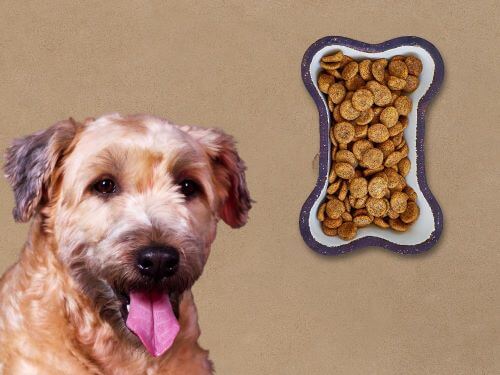 Best Dog Food For Soft Coated Wheaten Terriers chapter 3