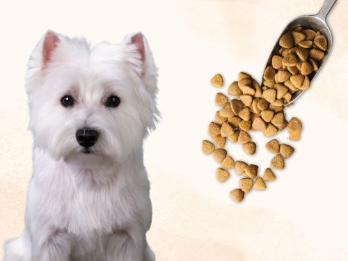 Best Dog Food For West Highland White Terriers chapter 2