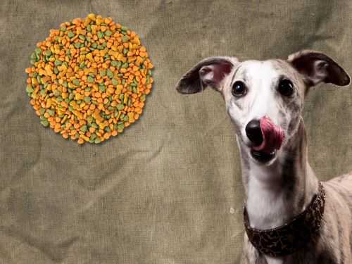 Best Dog Food For Whippets chapter 1