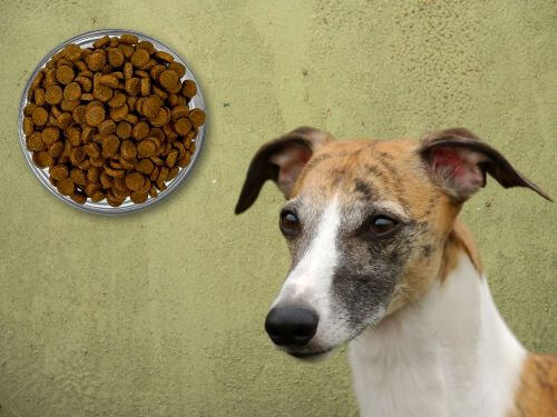 Best Dog Food For Whippets chapter 3