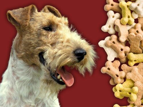 Best Dog Food For Wire Fox Terriers chapter 3