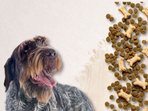Best Dog Food For Wirehaired Pointing Griffons chapter 1