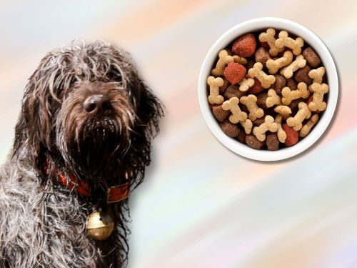 Best Dog Food For Wirehaired Pointing Griffons chapter 2