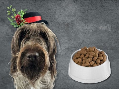 Best Dog Food For Wirehaired Pointing Griffons chapter 3
