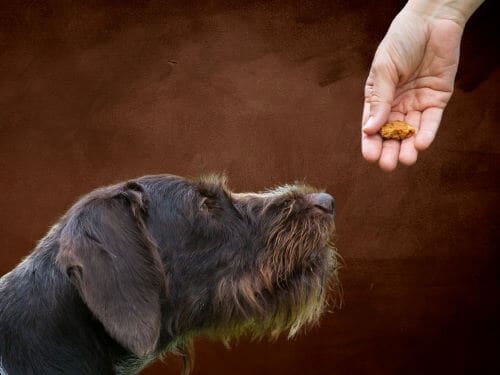 best vegan dog treats chapter 3
