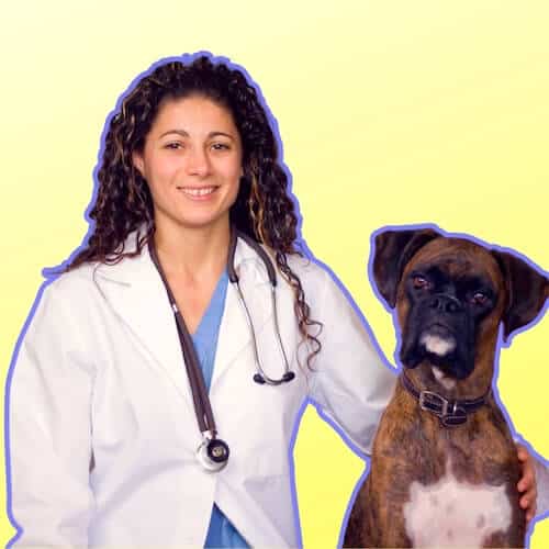 boxer dog insurance