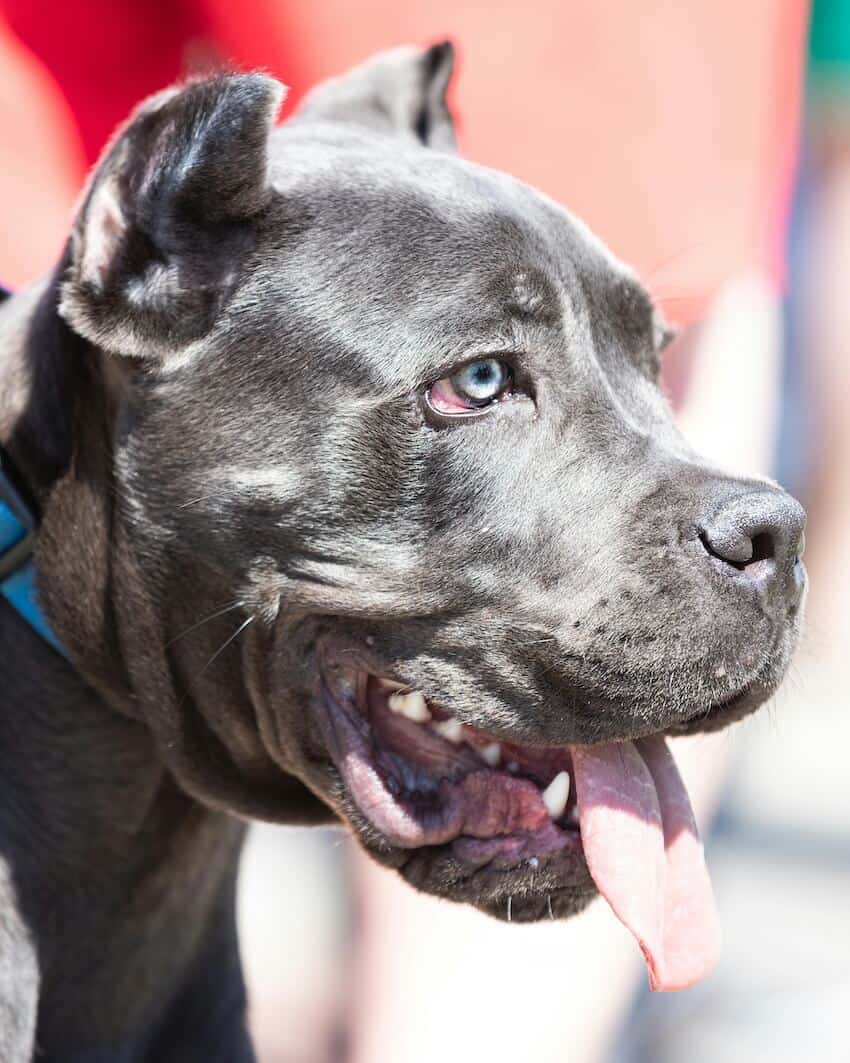 cane corso profile pic