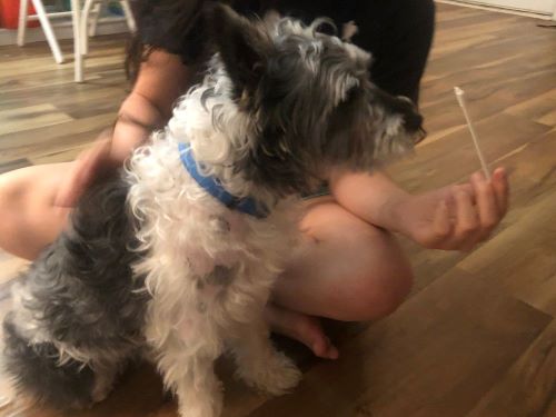 Easydna dog allergy test review chapter 2