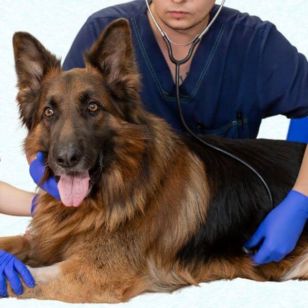 best pet insurance for german shepherds