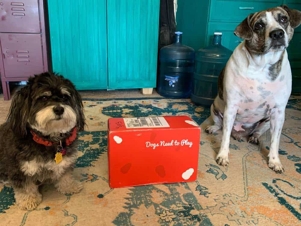 kong club box review