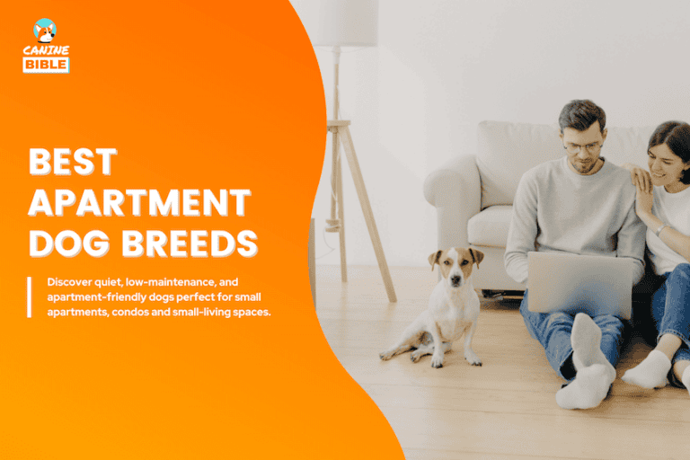 best apartment dog breeds