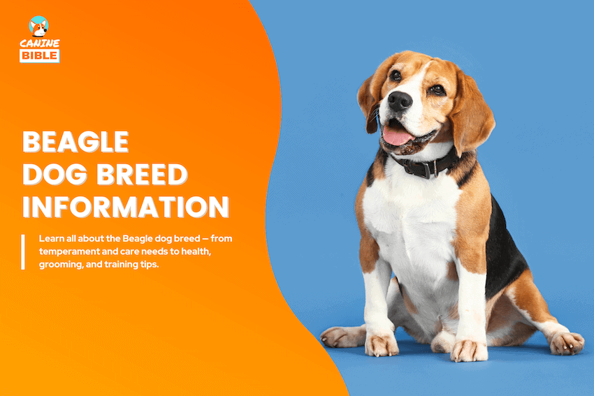 beagle