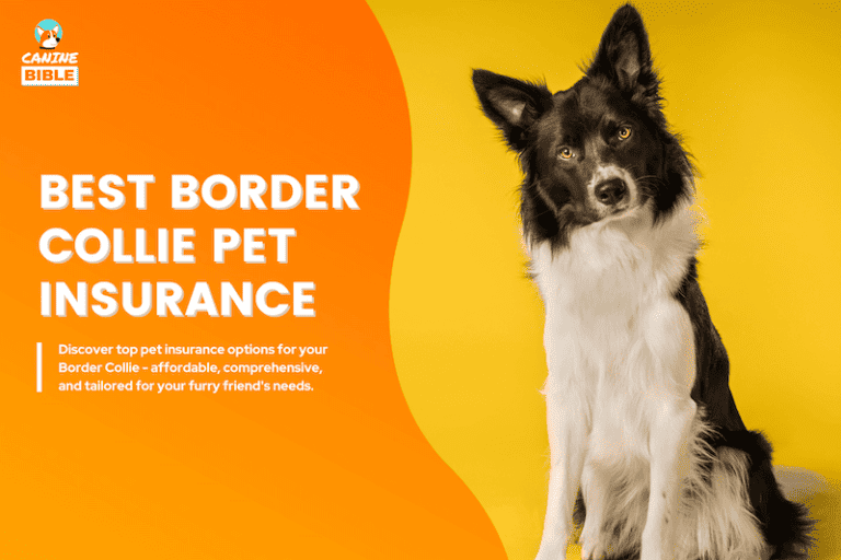 border collie pet insurance