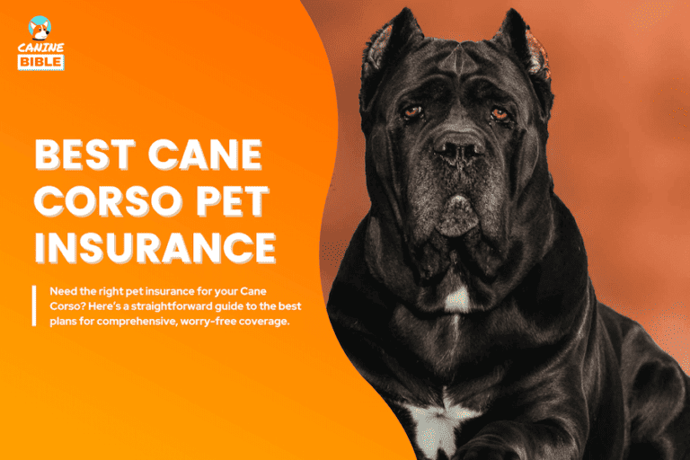 cane corso pet insurance