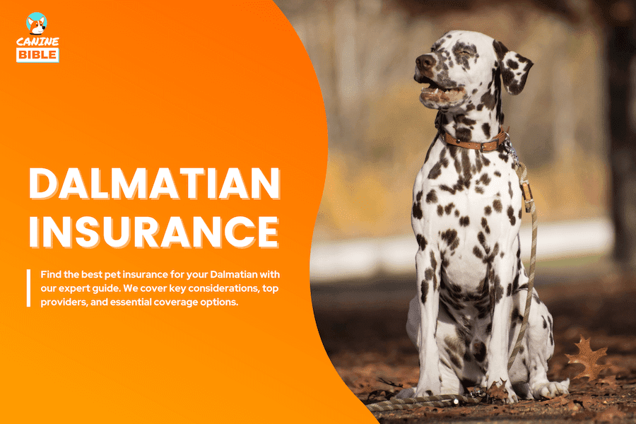 Dalmatian pet insurance