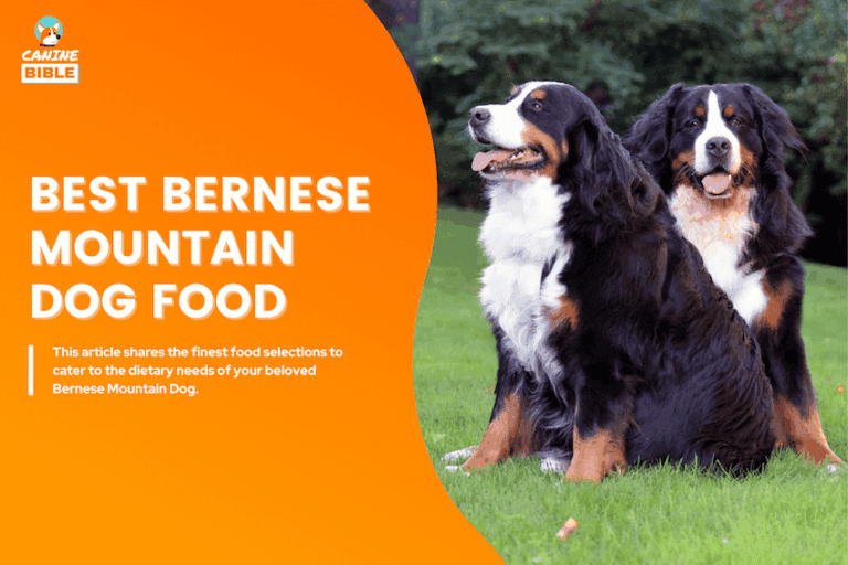 10 Best Dog Foods For Bernese Mountain Dogs in 2025