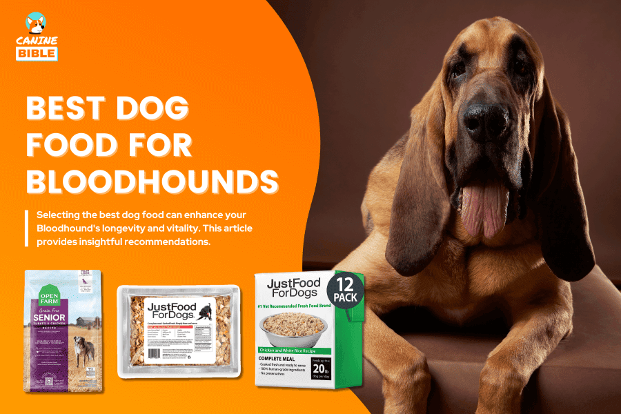 Best Dog Food For Bloodhounds