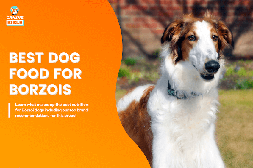 Best Dog Food For Borzois