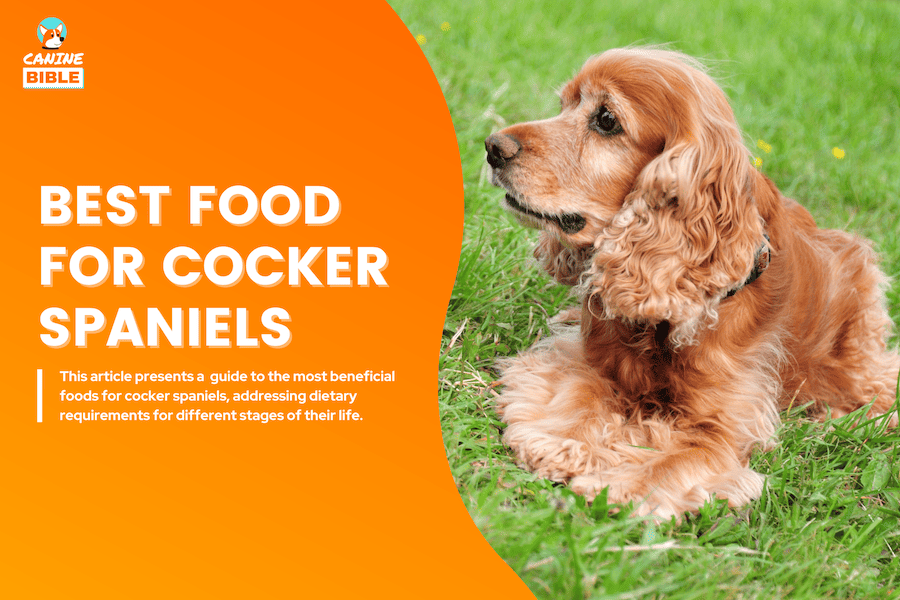 best dog food for Cocker Spaniel