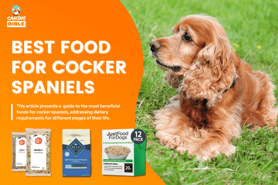 best dog food for Cocker Spaniel