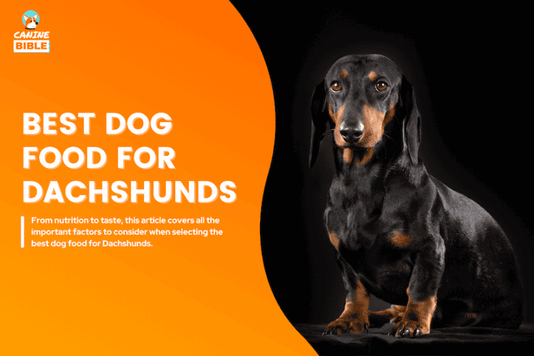 best dog food for dachshunds