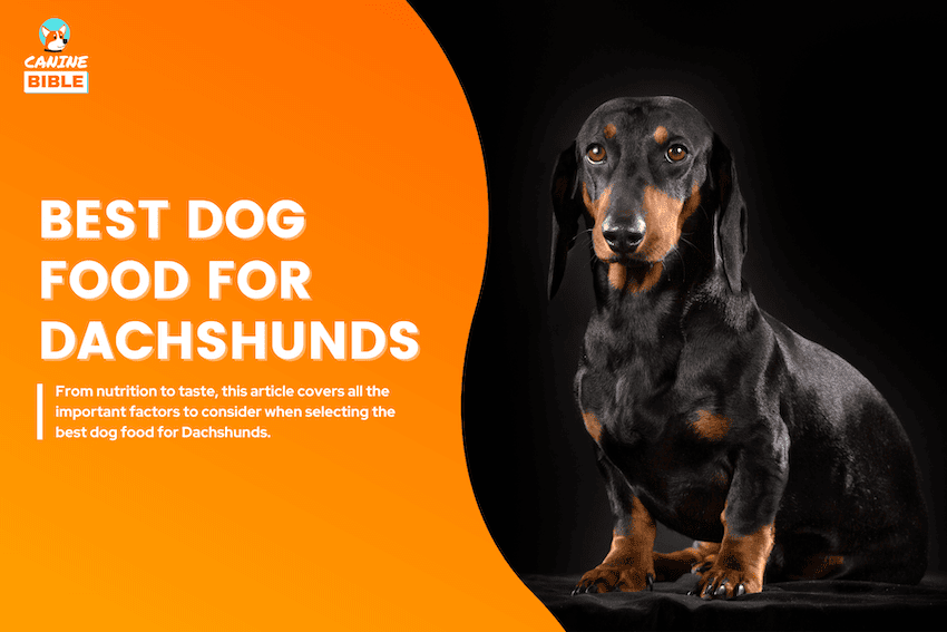 best dog food for dachshunds