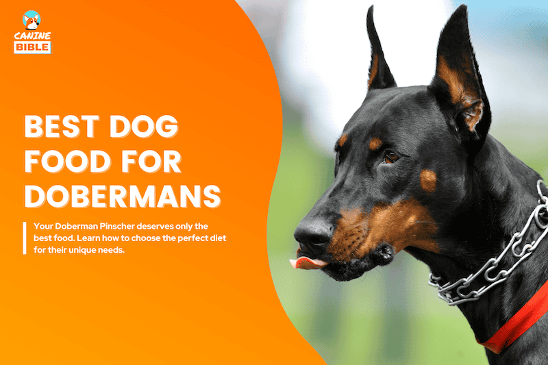 best dog food for Doberman Pinschers