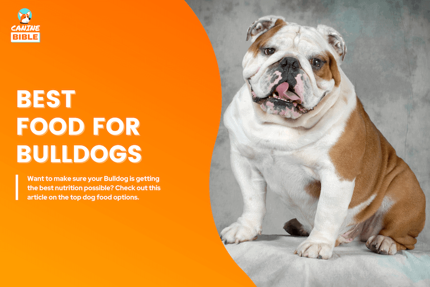 best dog food for english bulldogs