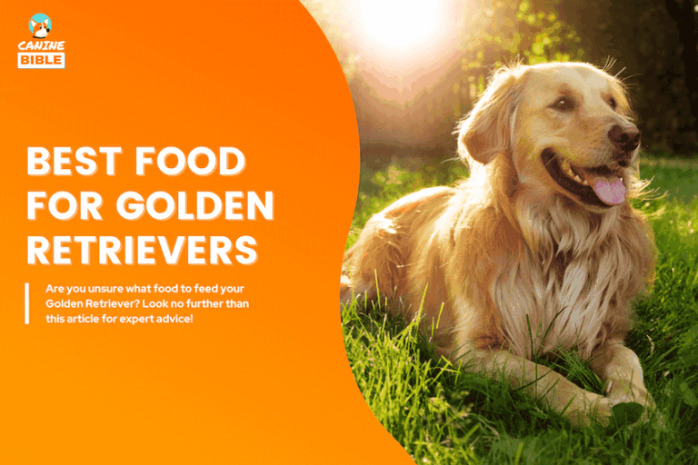 best dog food for golden retrievers