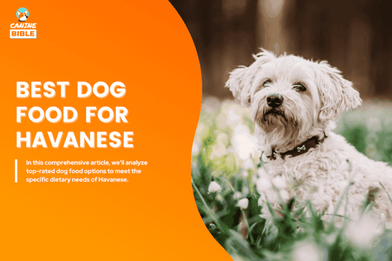 best dog food for Havanese