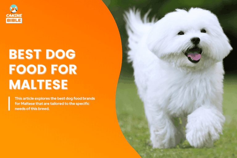 Best Dog Food For Maltese