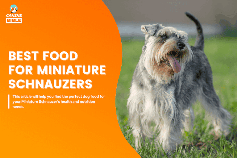 best dog food for miniature schnauzers