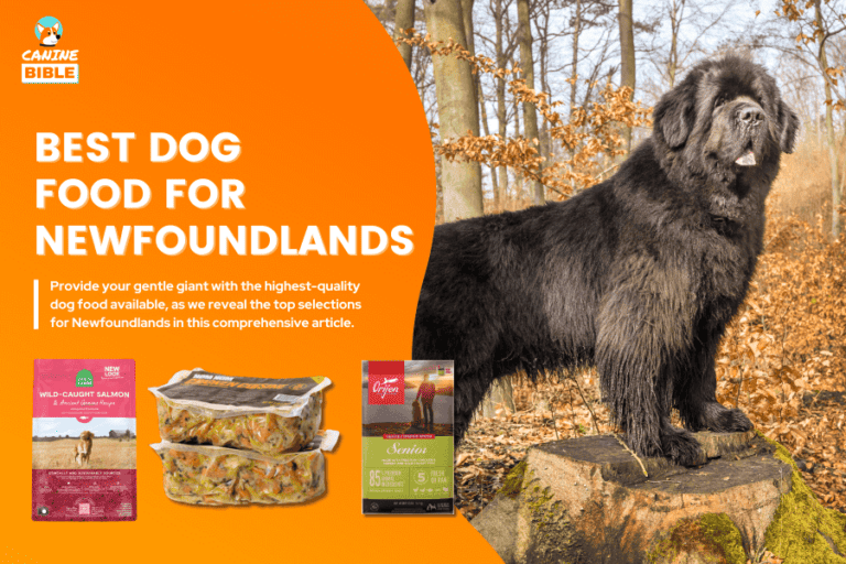 Best Dog Food For Newfoundlands