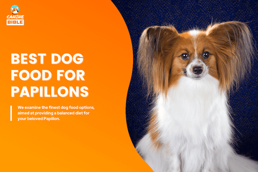 Best Dog Food For Papillons