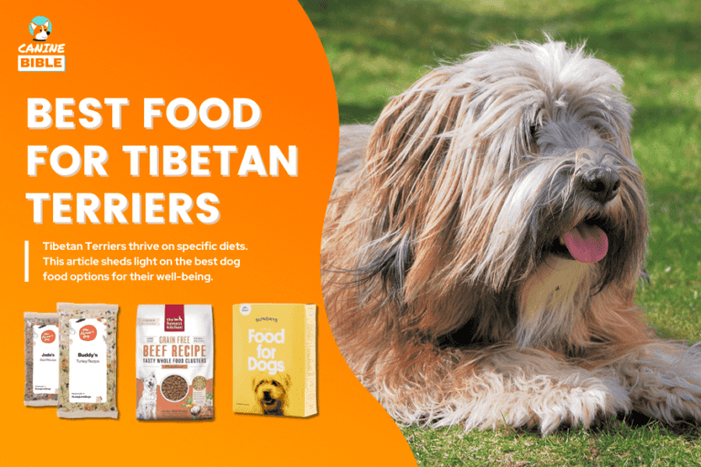 Best Dog Food For Tibetan Terriers