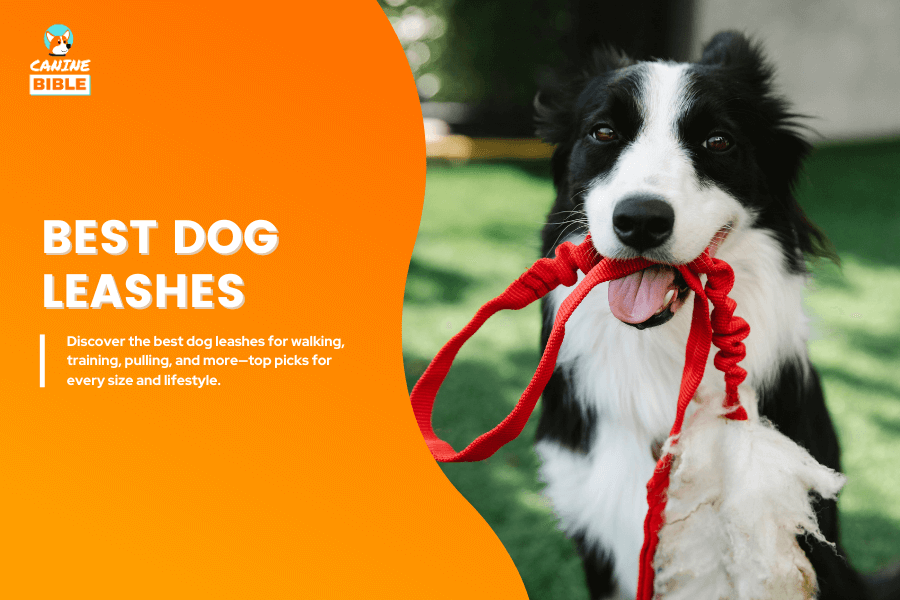 Best dog leashes