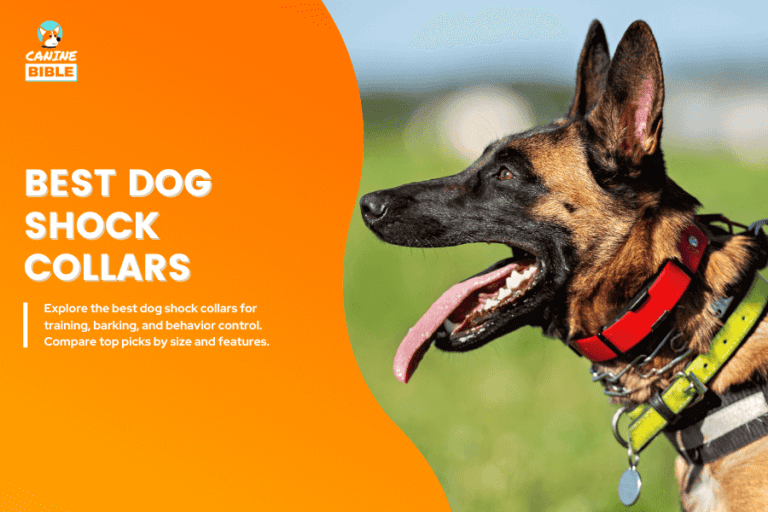 Best dog shock collars