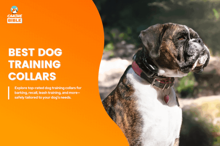 best dog training collar