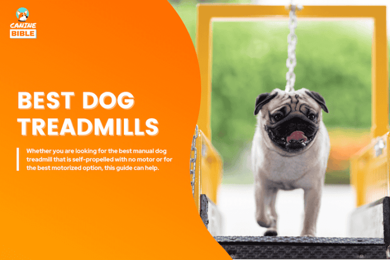 12 Best Dog Treadmills of 2025: Manual, Motorized, Self-Propelled & More