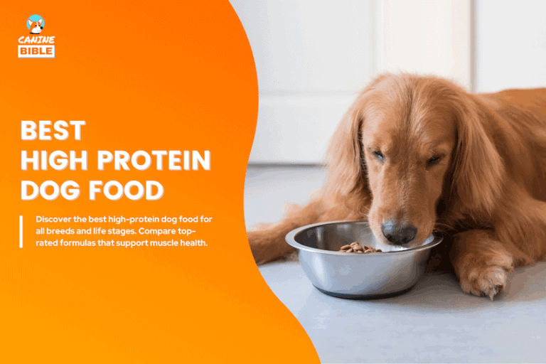best high protein food