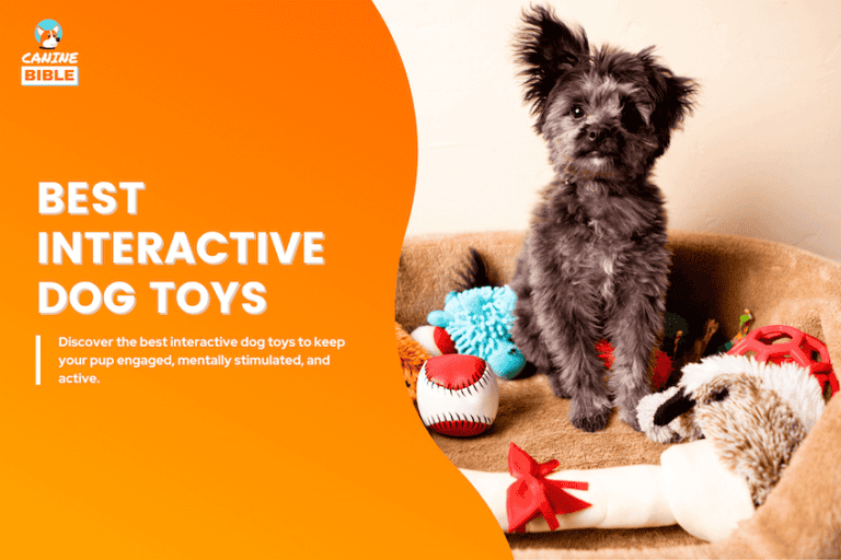 Best Interactive Dog Toys