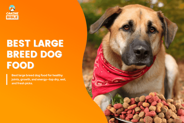 Best large breed dog food